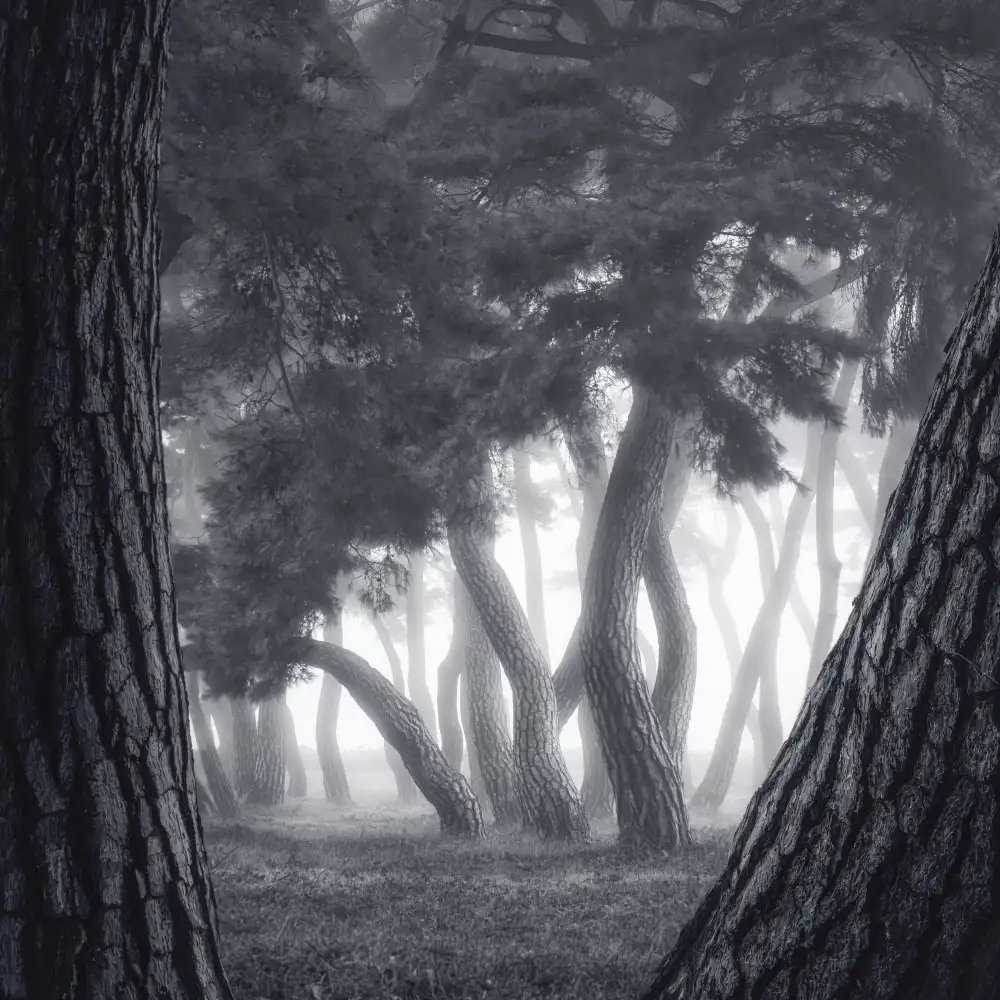 Seo, Tiger: Trees in the fog