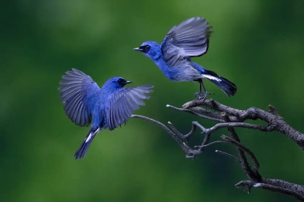 Suhardjo, Lisdiyanto: Blue Bird