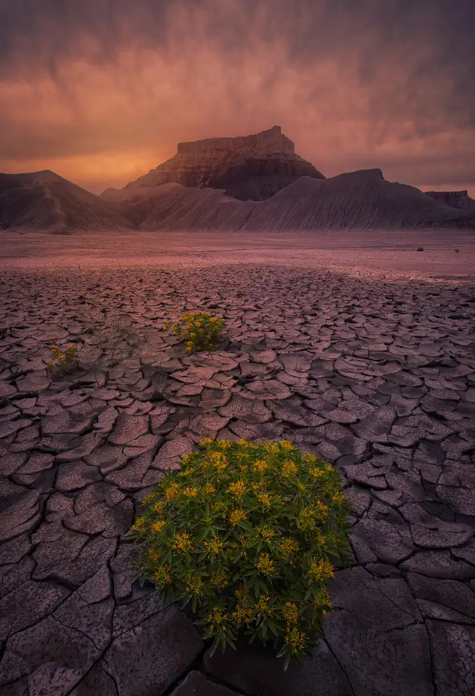 May, G.: Flores del desierto