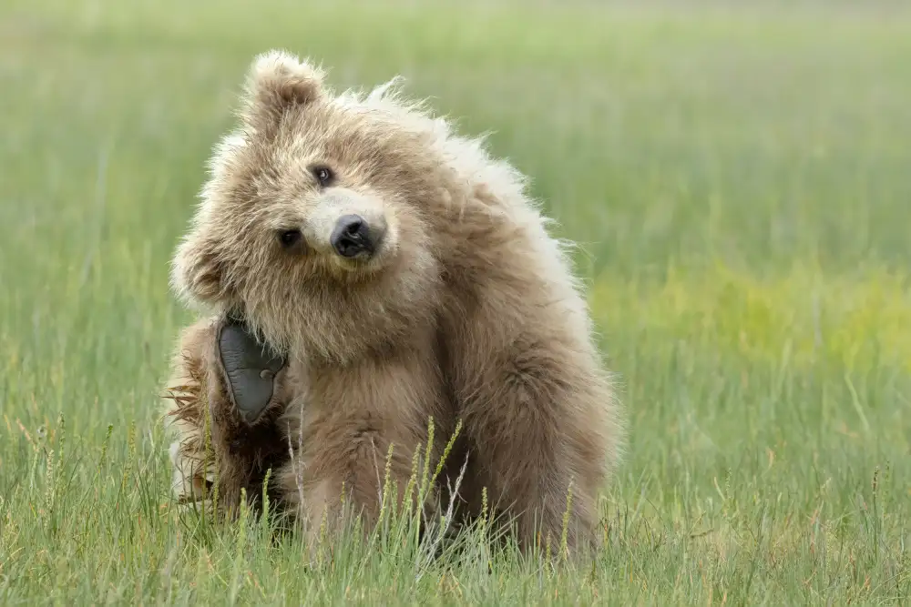 Lester, D Linda: Cachorro de oso pardo costero de Alaska