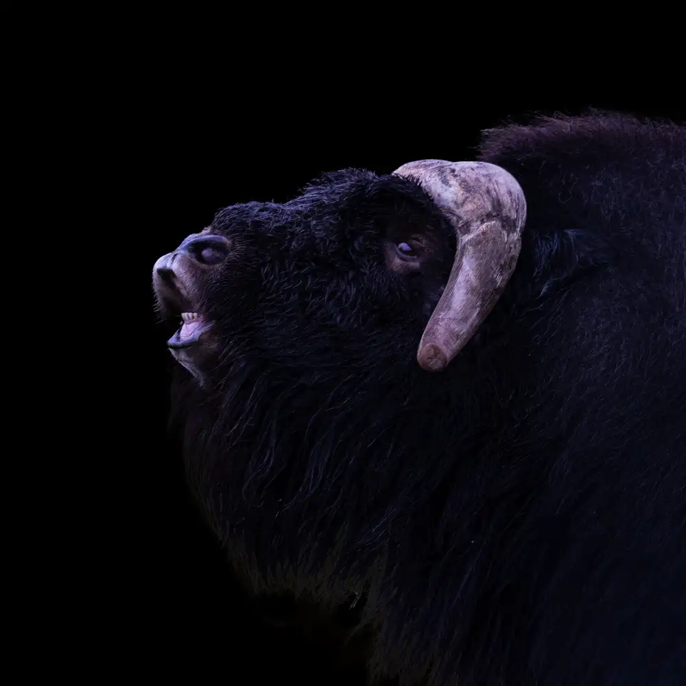 Zhang, Dennis: Muskox