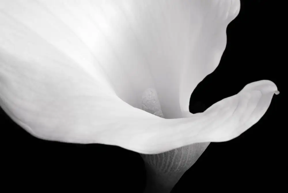 Petit, Yannick: Sarabande