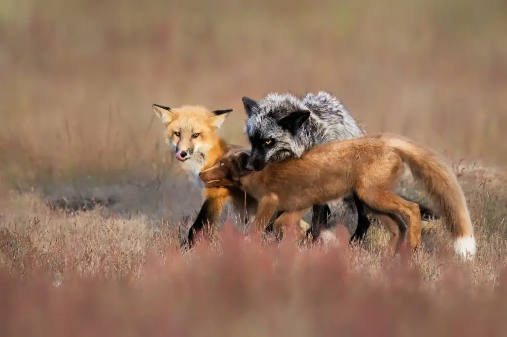 Zuo, Jun: Fox-Familie