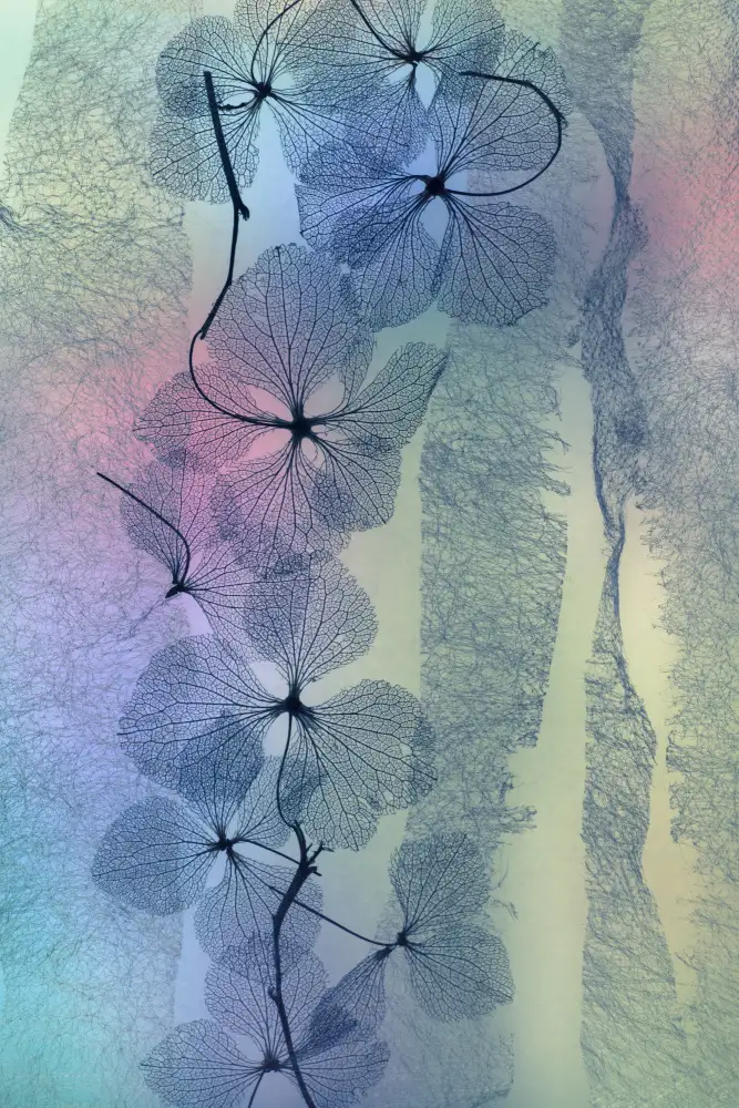 Kowatari, Shihya: Ligne Fleurs