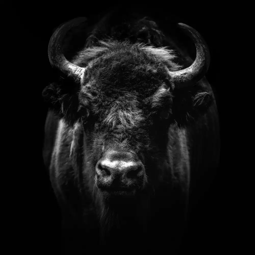 Tsikiridis, Georgios: European bison