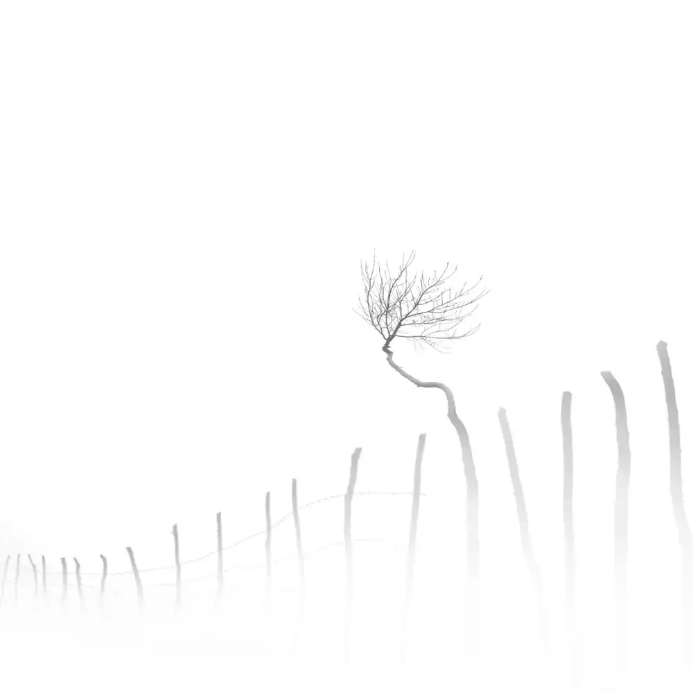 Nodeh, Mostafa: Dreams