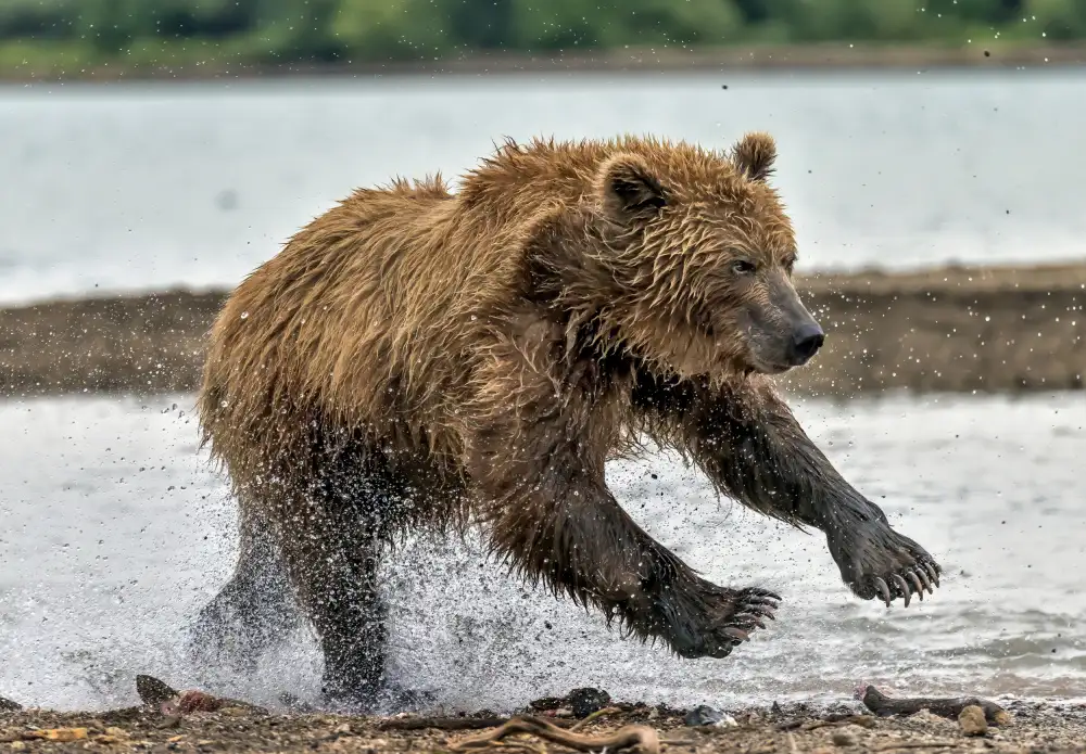 DAmico, Giuseppe: On the run