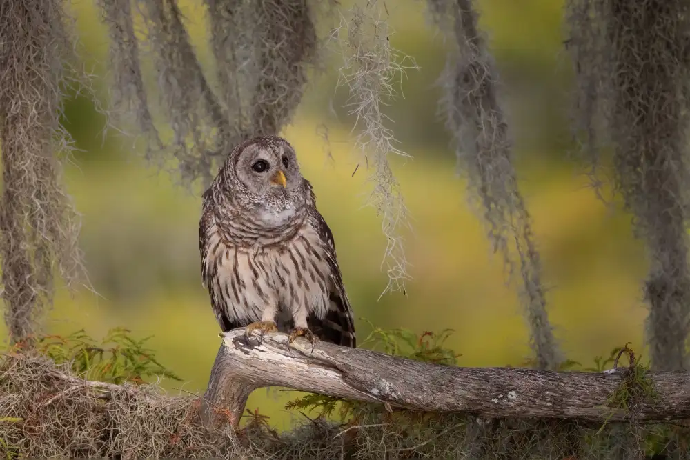 Wang, Max: Barred Owl