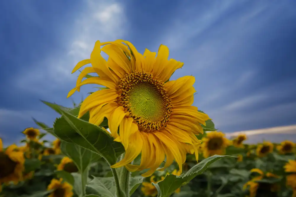 Chen, Ming: Blooming sunflower
