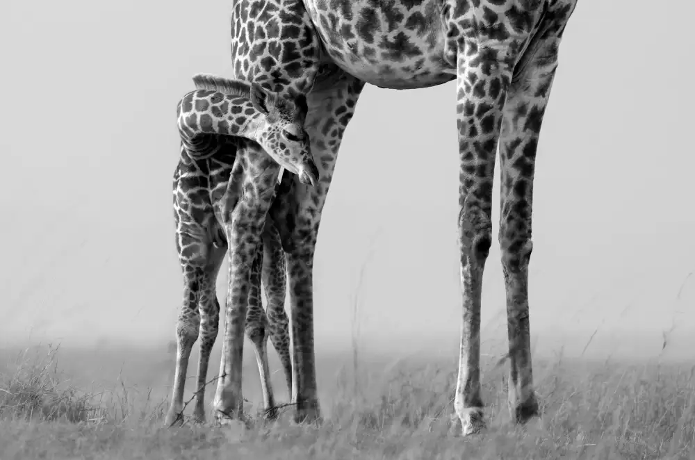 LI, MIN: bebe y mama
