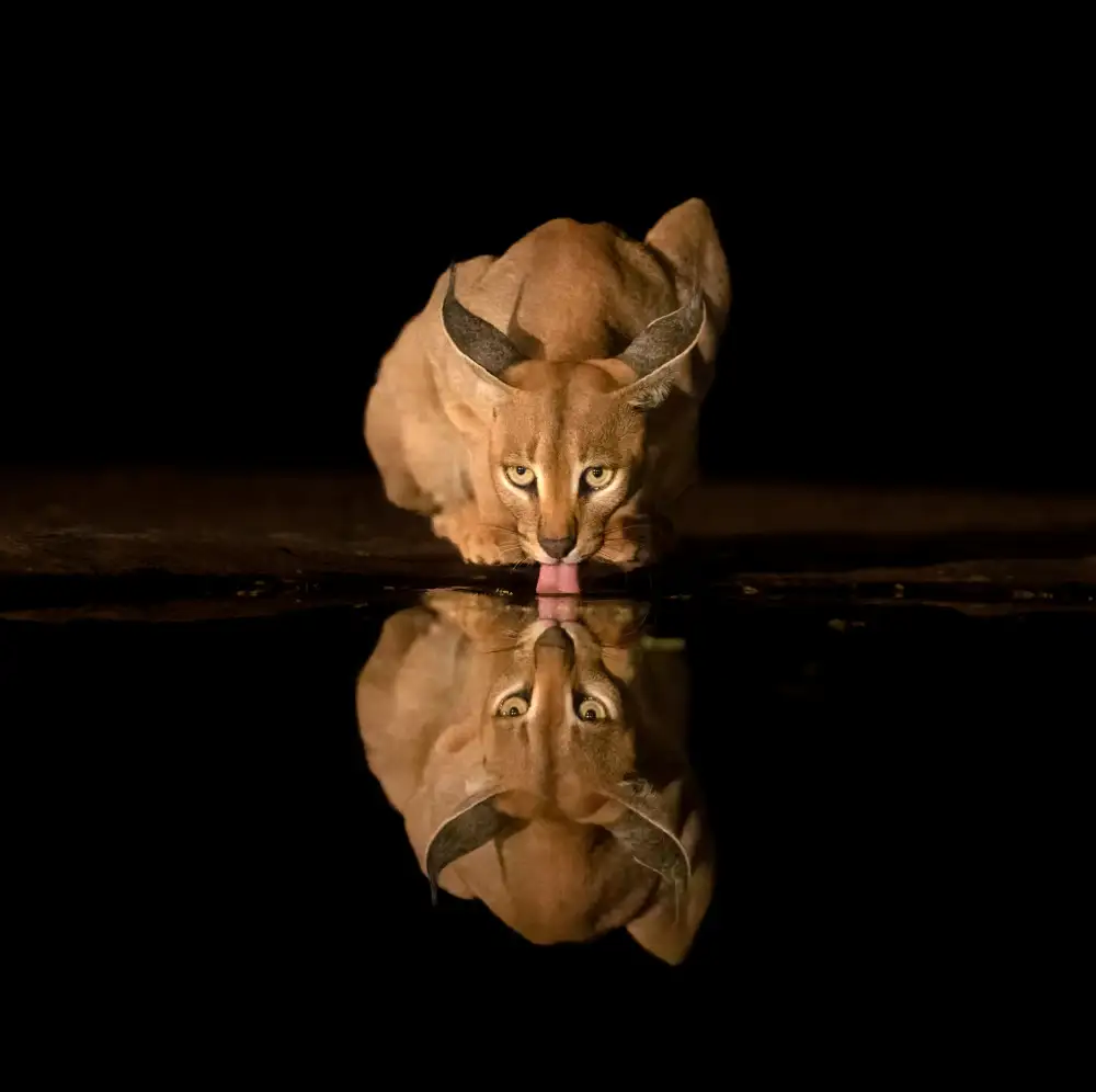 LI, MIN: Lince