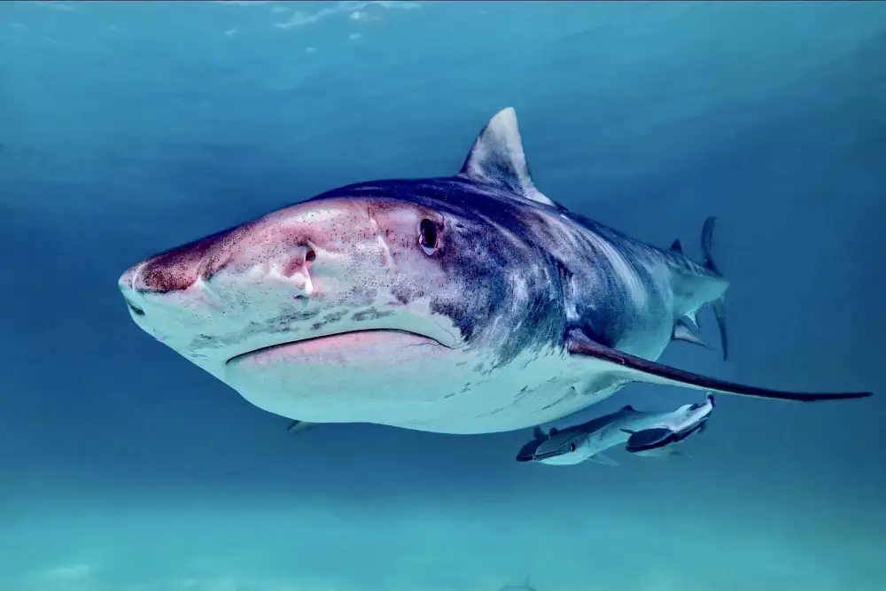 Melesan, Serge: Tiger shark