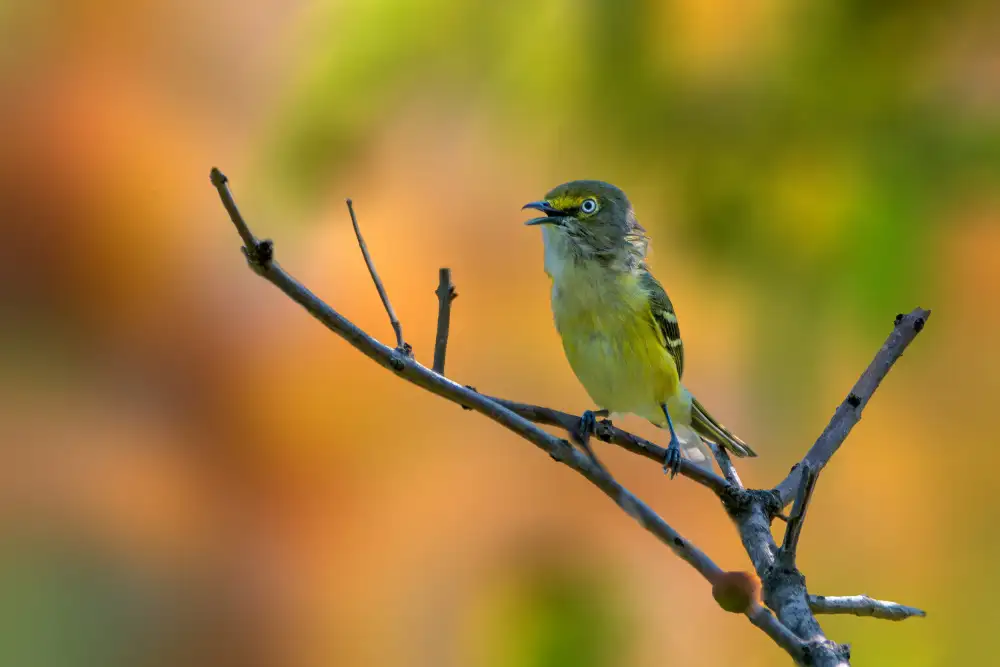 Xu, Jian: White eyed vireo