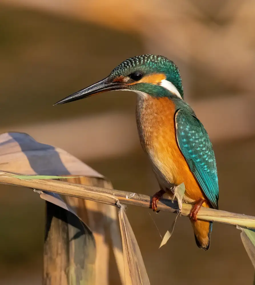 Wilson, Guy: Common Kingfisher