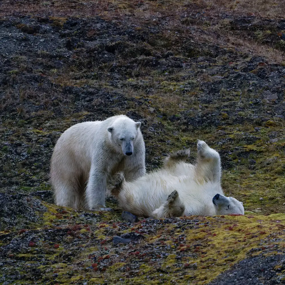 Prasad, Som: Bears at Play