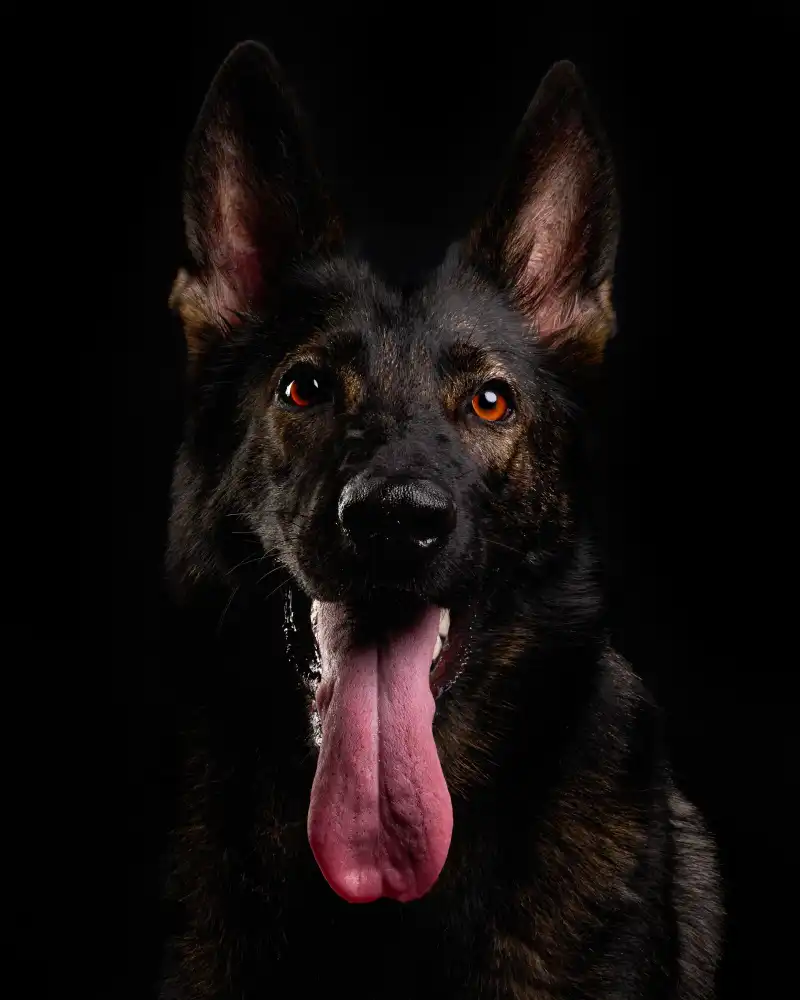 Puerto, del Javier: Lassie