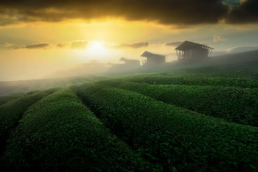 Ye, NingYun: amanecer brumoso en el jardín de té