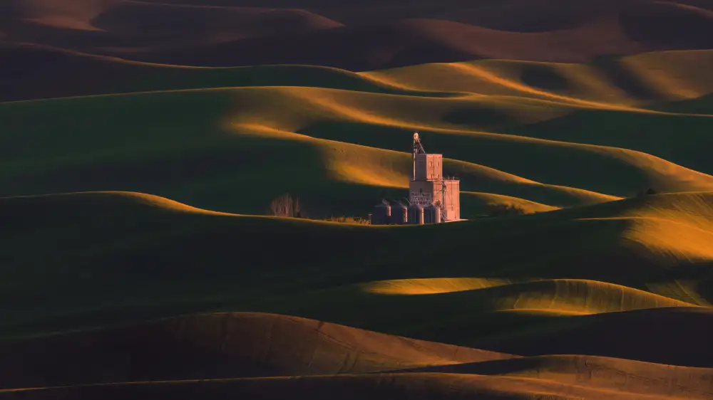DonnaHom: Golden Wheat Field