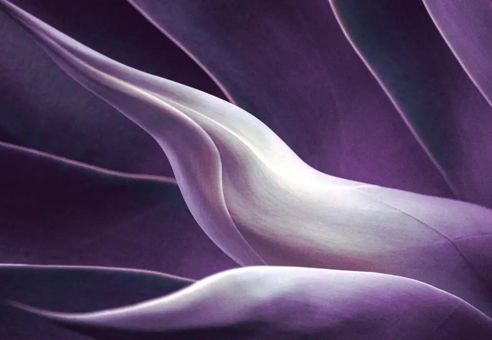Wechsler, Robin: Fundido a violeta