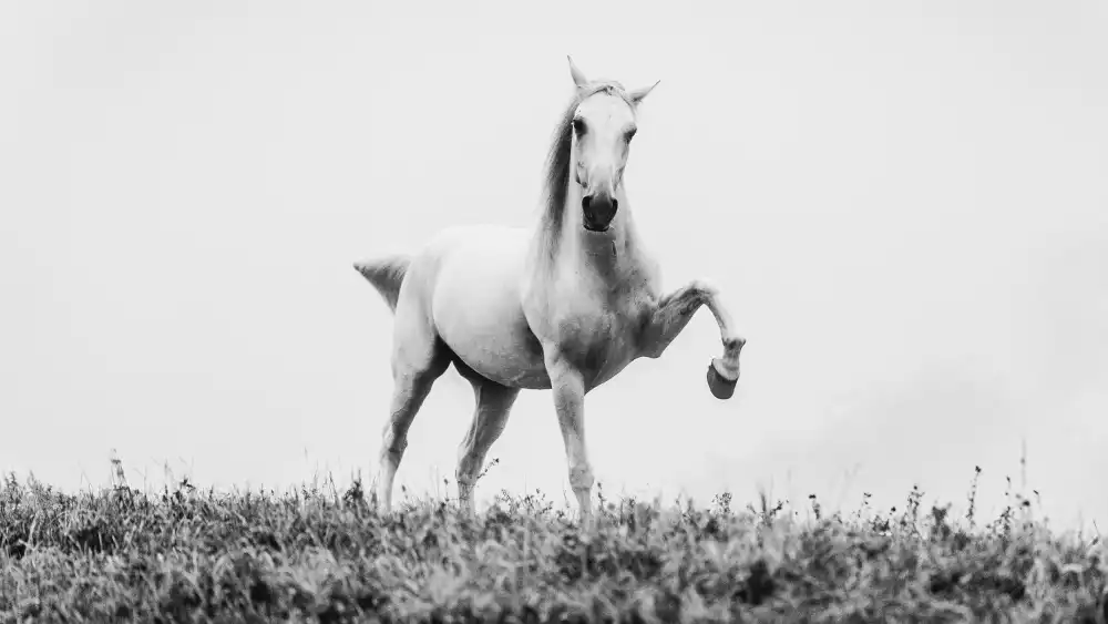 Ignacy, Cembrzynski: a short story about white beauty