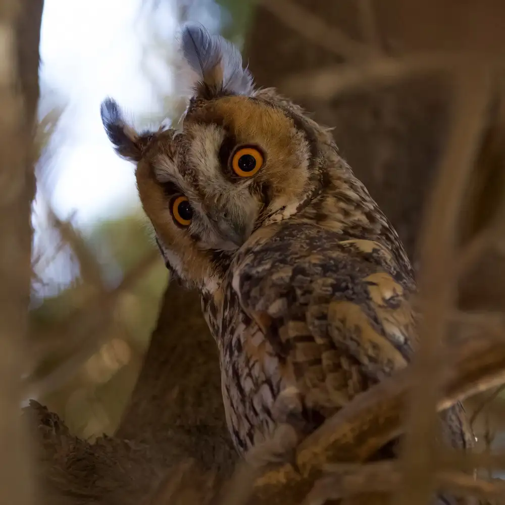 Manusevich, David: Hibou des marais