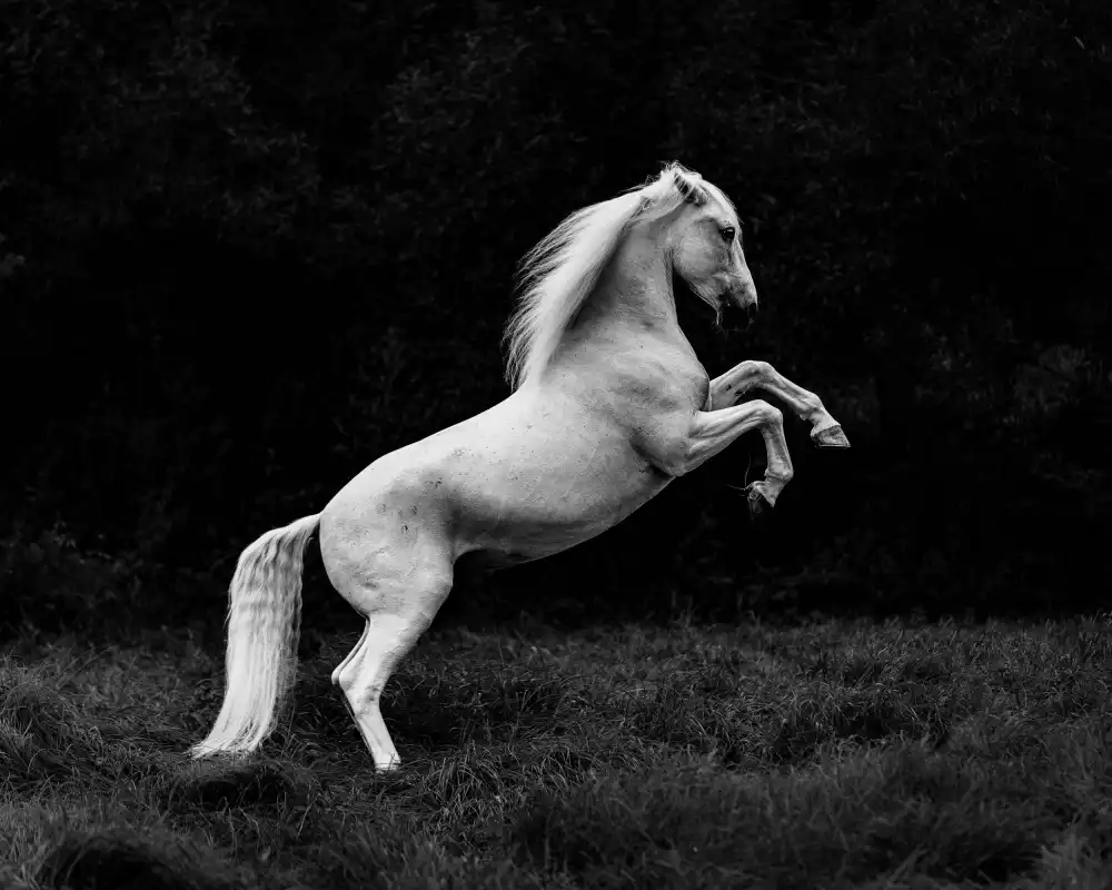 Ignacy, Cembrzynski: a short story of a blade of grass in a hoof