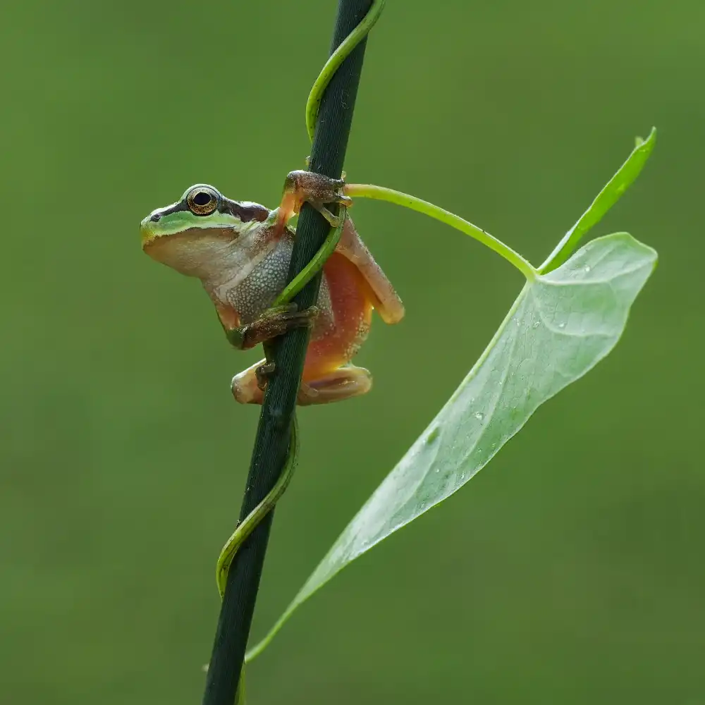 Şener, Savaş: Le Frog VII
