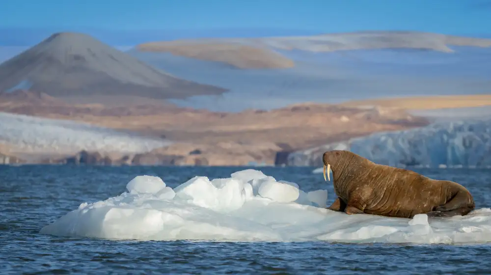 Chawla, Shobhit: Signor Walrus sul ghiaccio alla deriva .. Svalbard