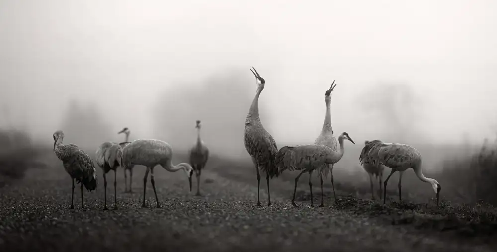Huang, Johnson: Foggy morning
