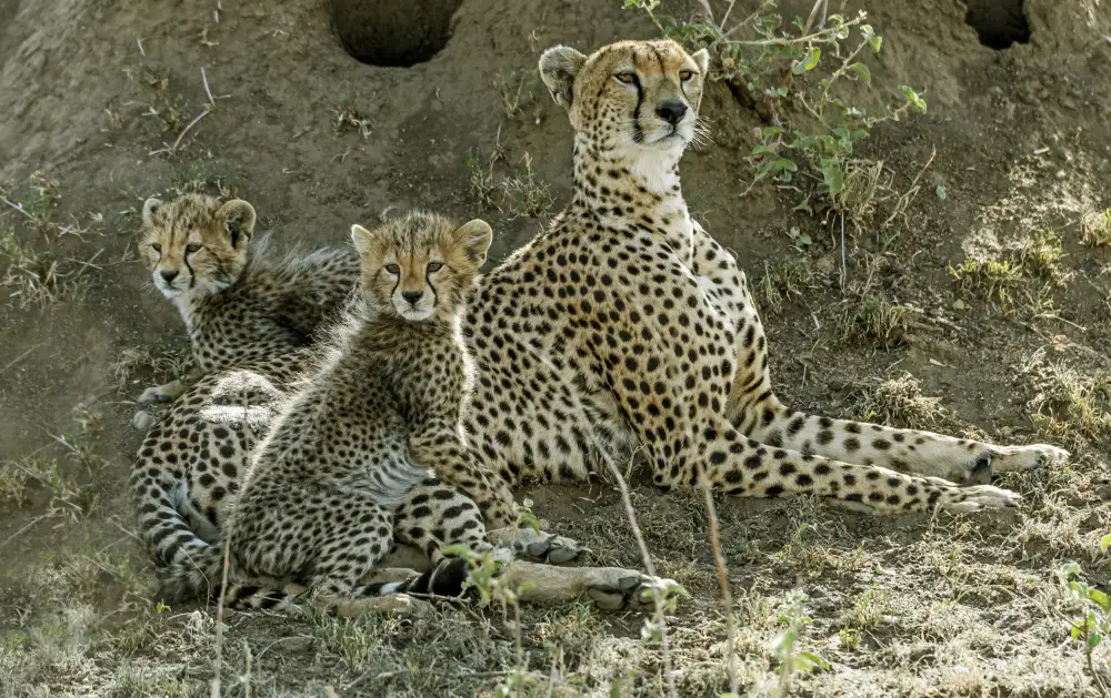 DAmico, Giuseppe: Family on alert