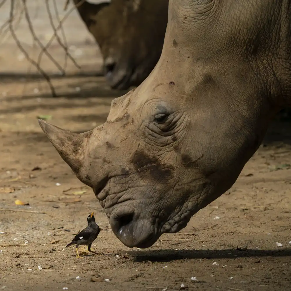 WONG, LIANG TWEE: Greeting each other