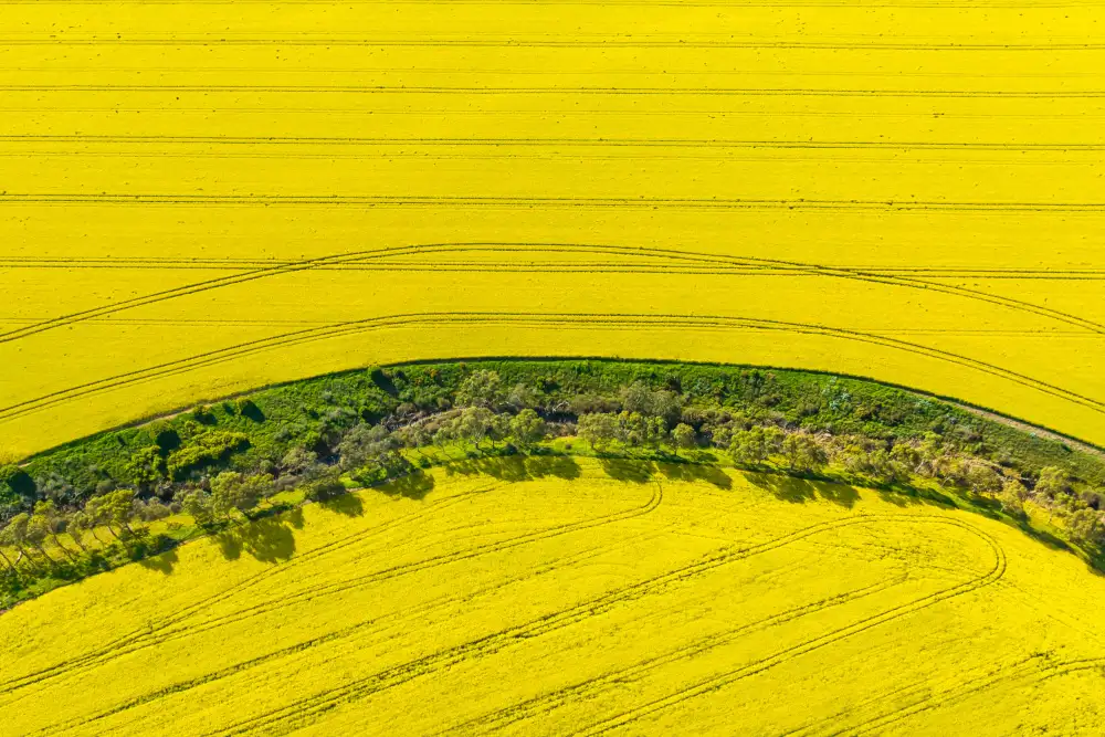 Wu, Irene: Canola Květiny V Plném Květu