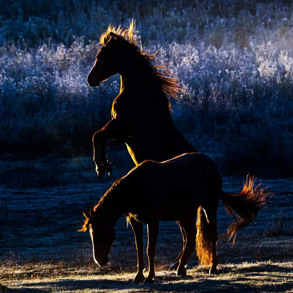 Ren, Chuanxu: Horses