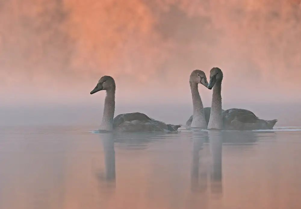 Williams, Stuart: A Dreamy Morning