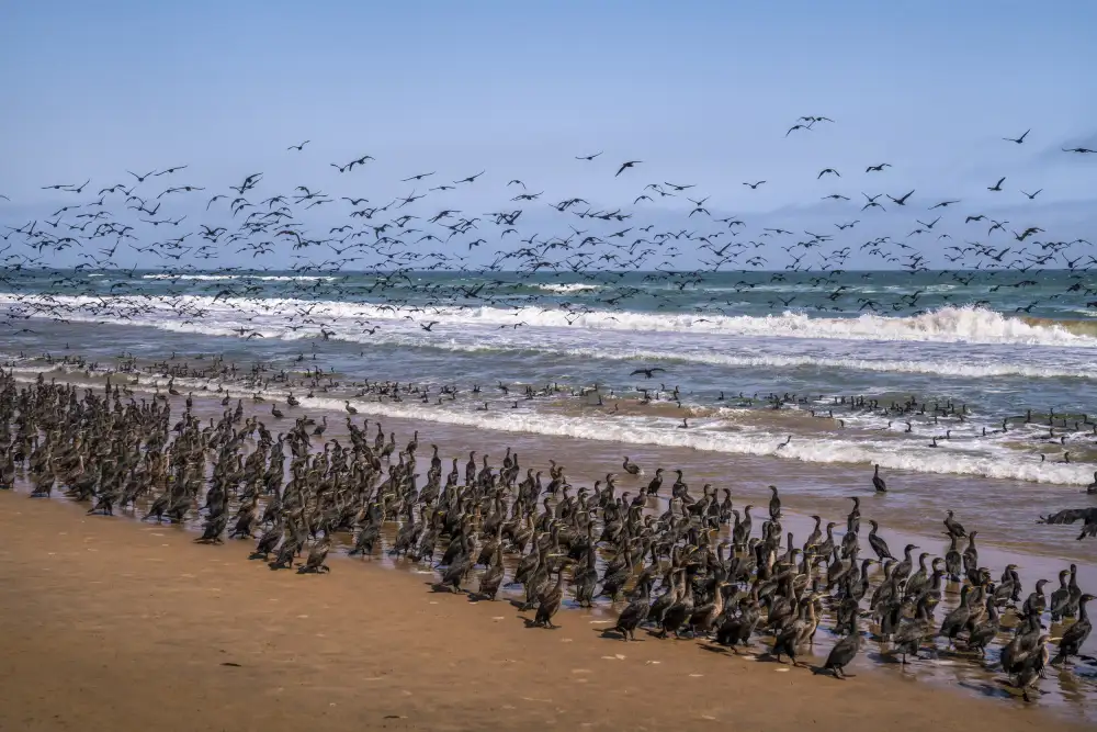 Liu, Ren Raymond: Il grande spettacolo dei cormorani a Sandwich Bay