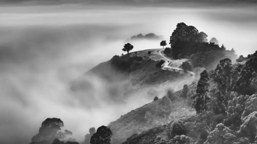 DonnaHom: The Path