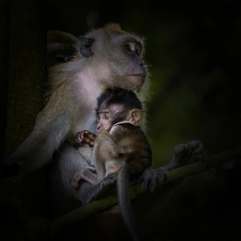 WONG, LIANG TWEE: Mother love