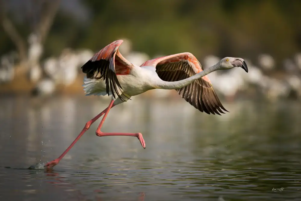 Roshkumar: Flamingo Take Off