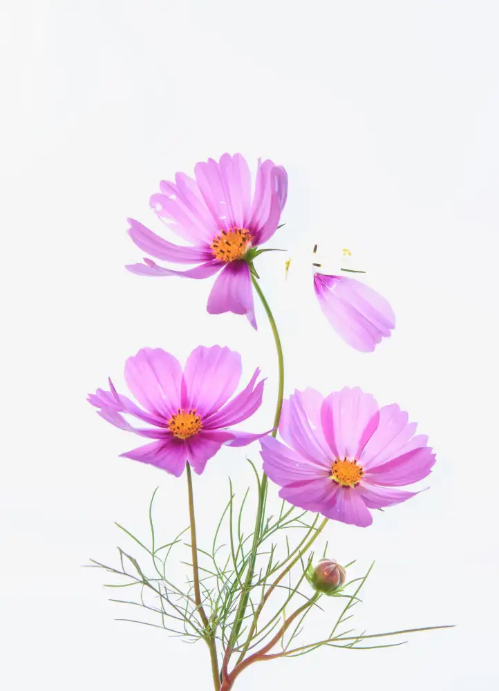 Chen, Li: Summer memory