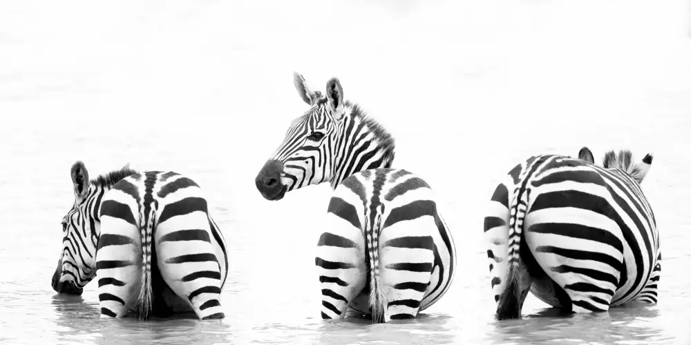 Wolbers, Louise: Stripes From Behind