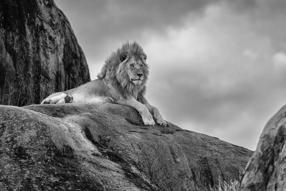 Khataw, Ali: Le roi Lion