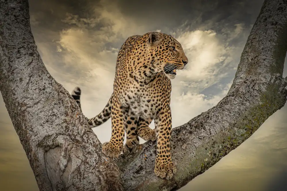 Telhami, Isam: Leopard  on tree