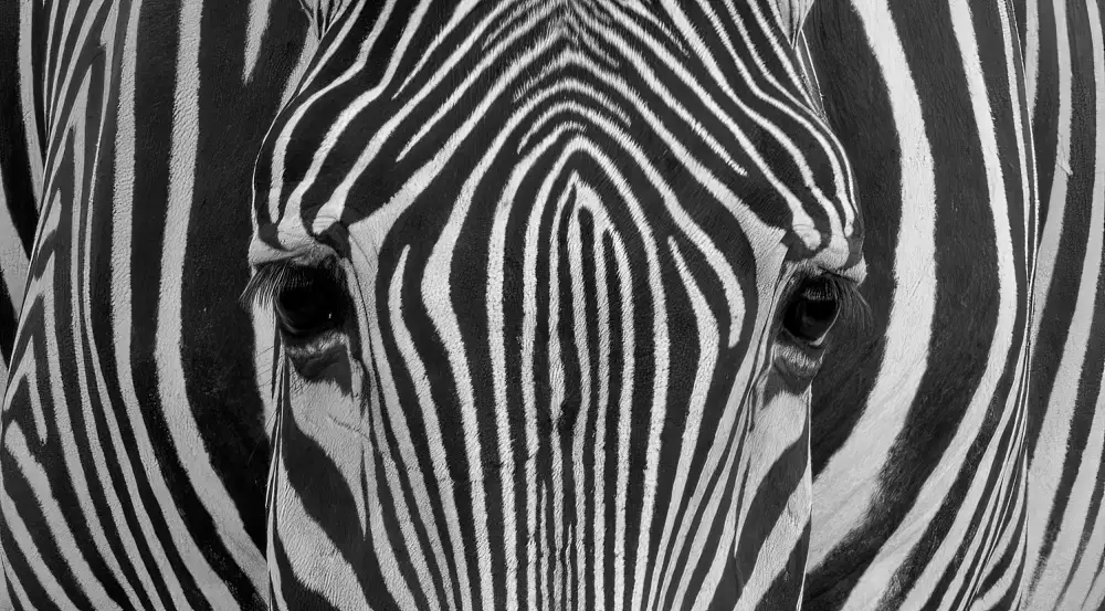 LI, MIN: Cebra Grevy