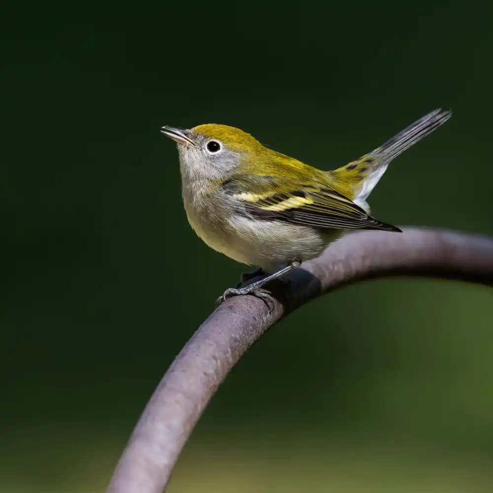 (吉星高照), Taksing: chestnut-sided warbler