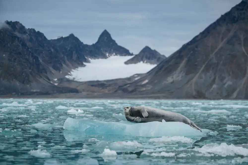 Nagpal, Manish: Bearded seal on its icy throne