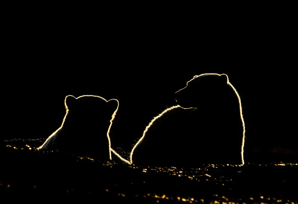 Nagpal, Manish: Polar bear cubs
