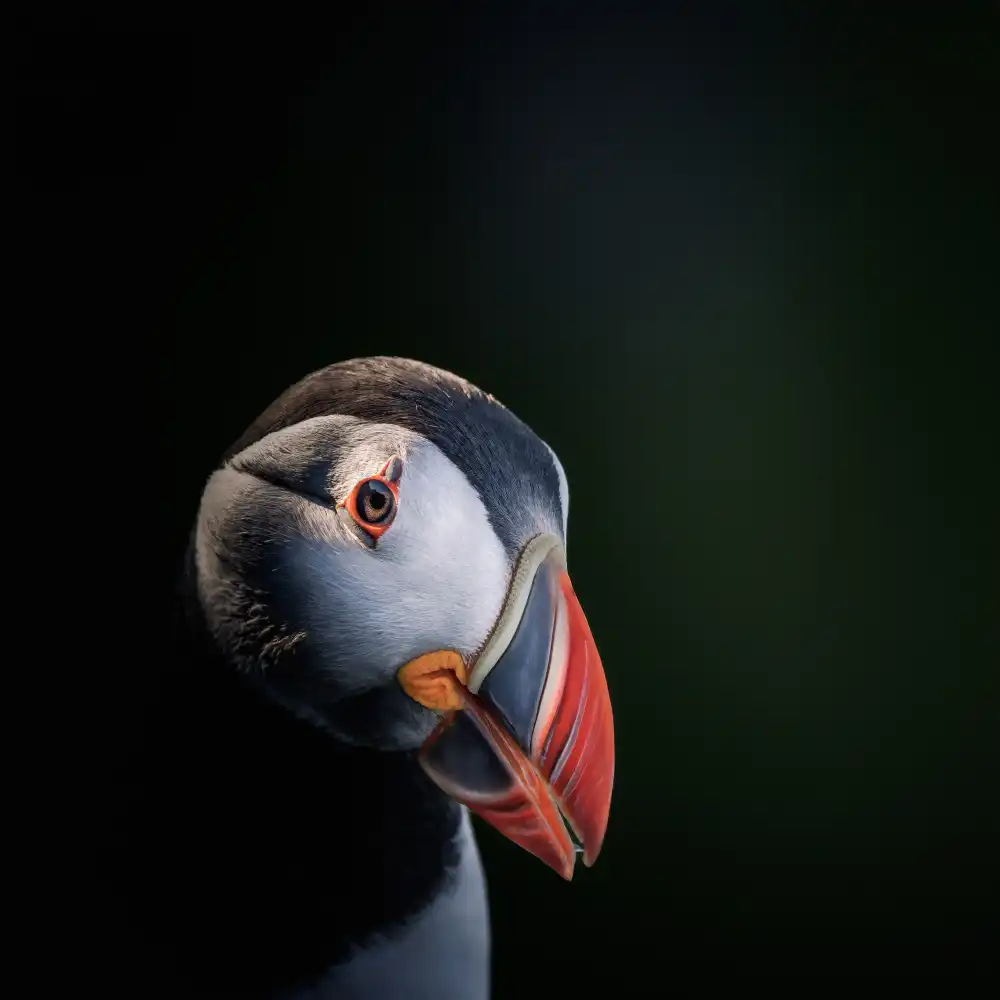 Renmyr, Magnus: Portrait session with a puffin