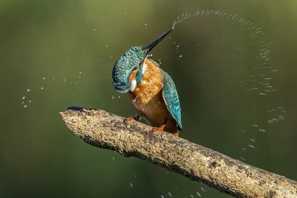 Lichtman, Boris: Kingfisher after bathing