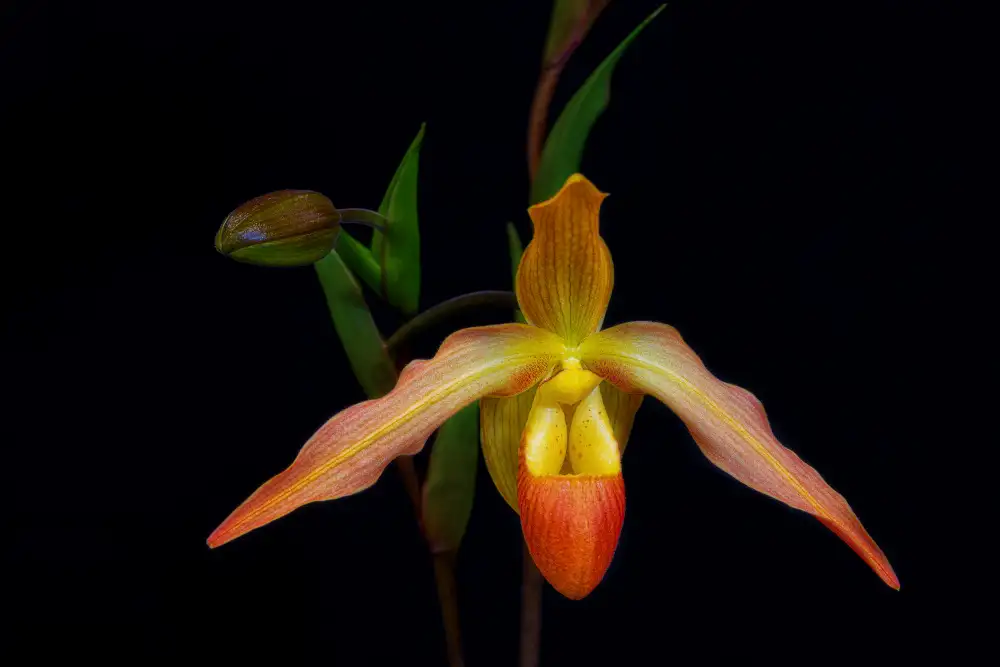 Zhou, Steven: Orchidee