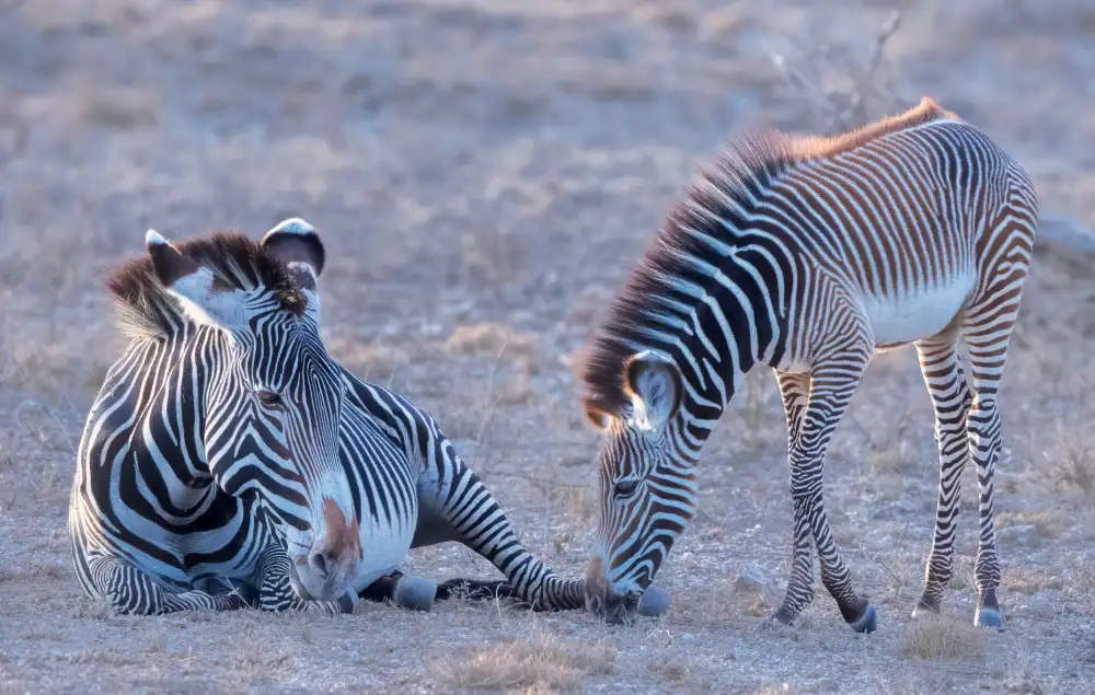 LI, MIN: Mamá y bebé Grevy Zebra